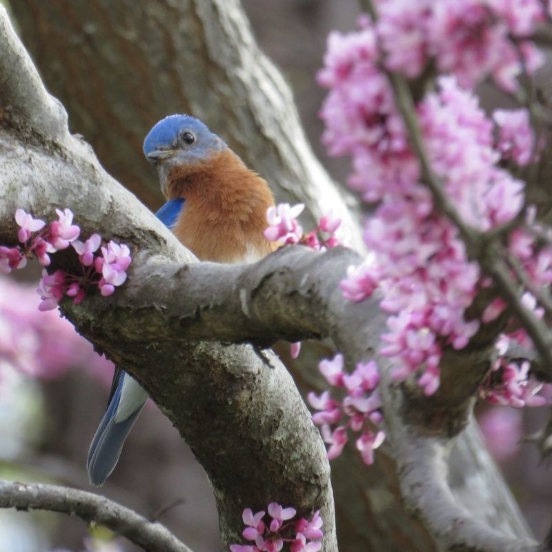 Native Wildlife Gets More From This Flowering Tree