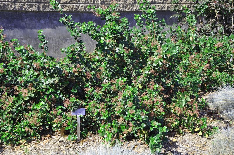Native Wildlife Getting More From It Than Ivy Native Wildlife Getting More From It Than Ivy