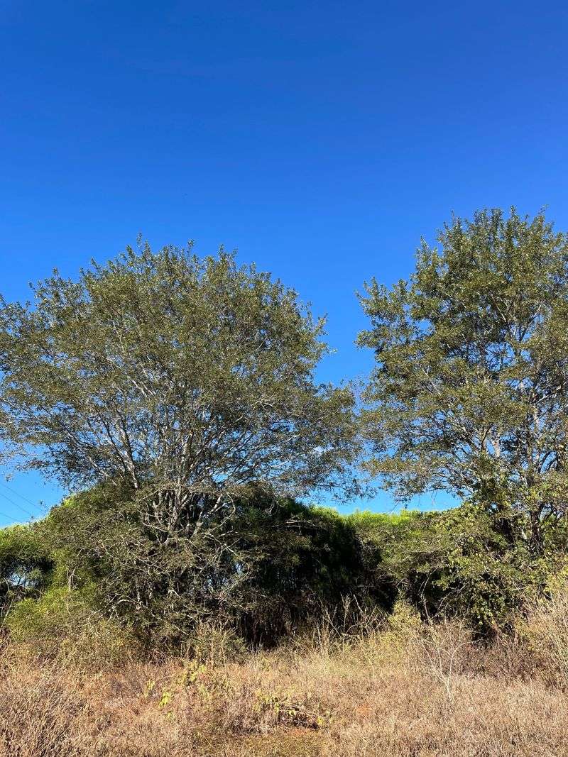 Native Wildlife Loses Food Sources As Tallow Spreads