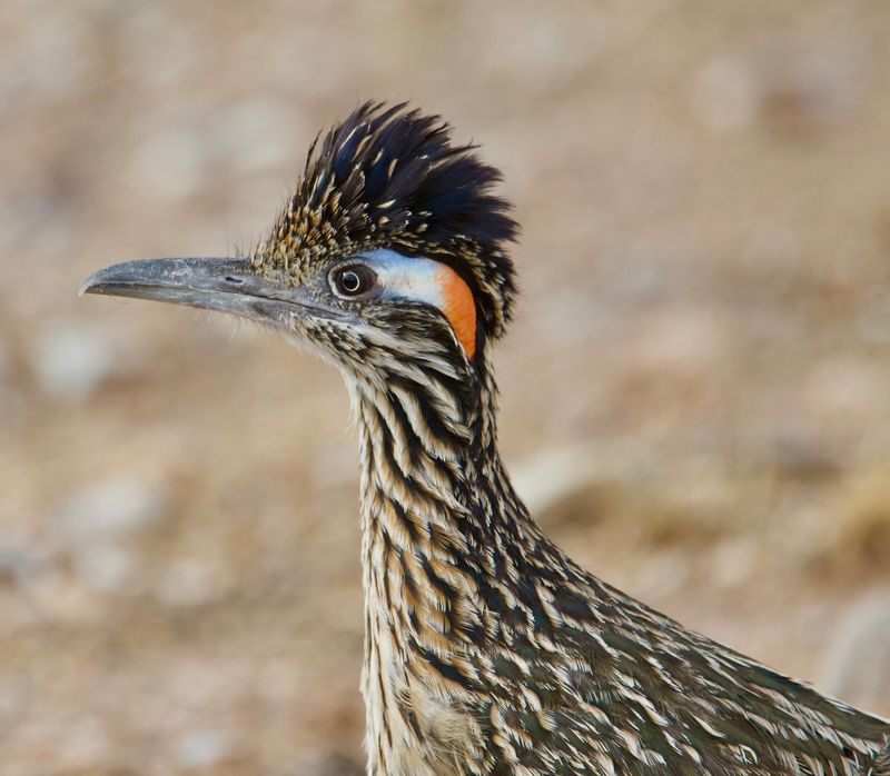 Native Yards Offer Plenty Of Natural Food Native Yards Offer Plenty Of Natural Food