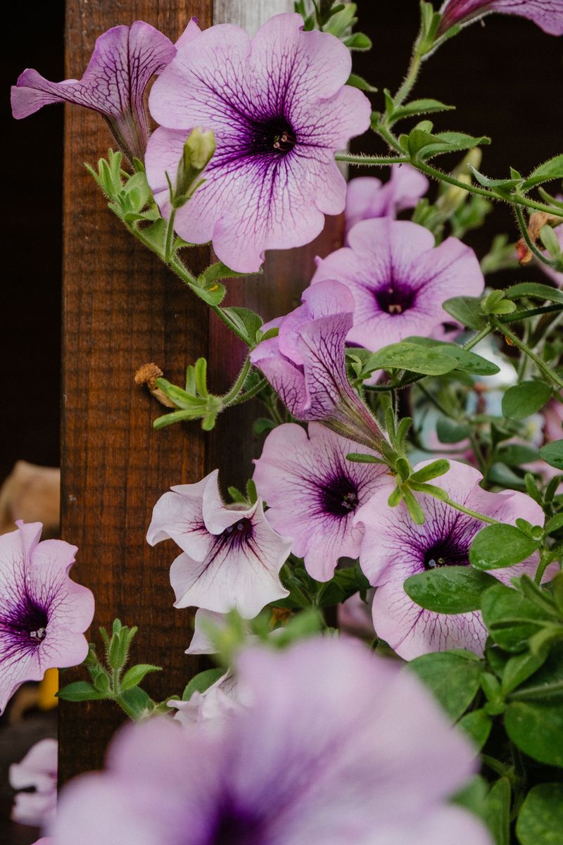 Natural Defense Wards Off Pests Natural Defense Wards Off Pests