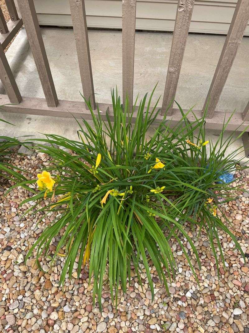 Natural Late-Summer Dormancy Versus Real Trouble Natural Late-Summer Dormancy Versus Real Trouble