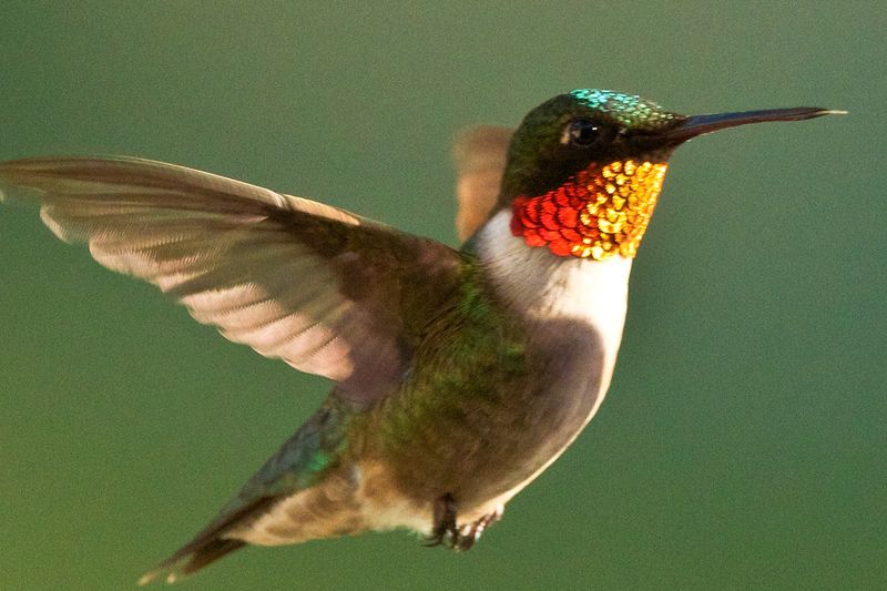 Natural Nectar Sources Grow Abundant Natural Nectar Sources Grow Abundant