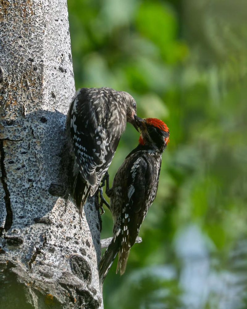 Natural Predators Help Keep Populations Down