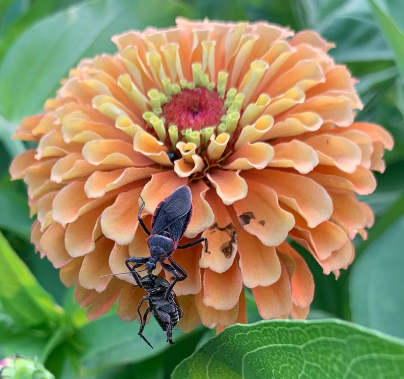 Natural Predators Helping Keep Pest Populations In Check Natural Predators Helping Keep Pest Populations In Check