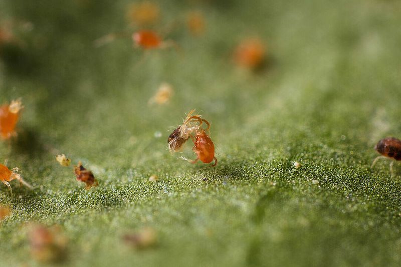 Natural Predators May Already Be Working Among The Leaves