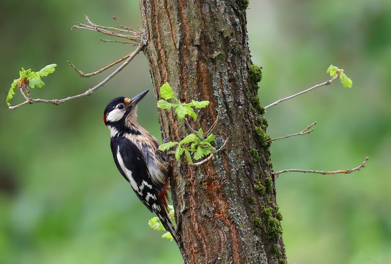 Natural Predators That Help Control This Pest Natural Predators That Help Control This Pest