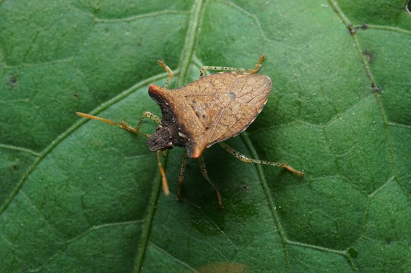 Natural Predators That Help Keep Numbers Down