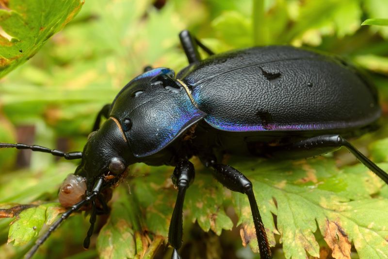 Natural Predators That Help Keep Numbers Down Natural Predators That Help Keep Numbers Down