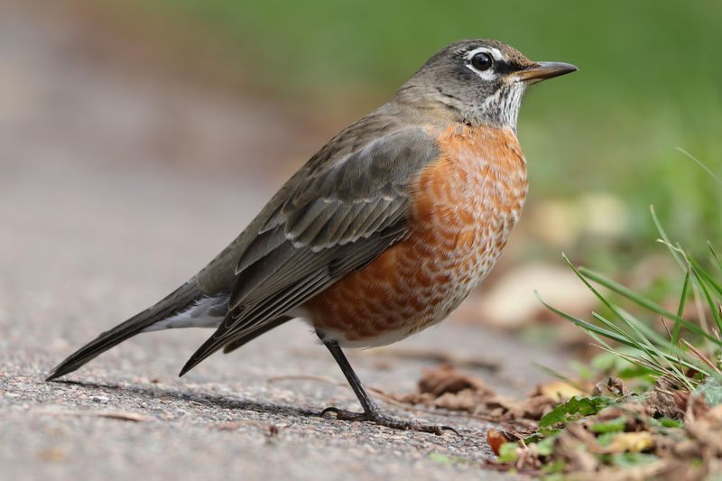 Natural Predators That Keep Populations In Check Natural Predators That Keep Populations In Check