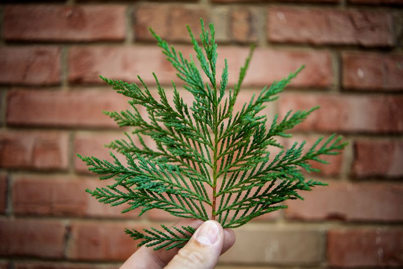 Natural Remedies And Long-Term Prevention Tips