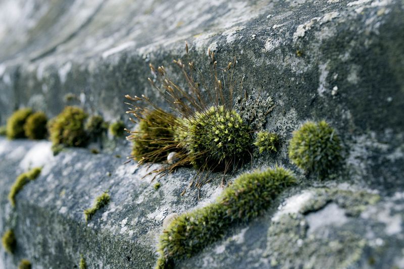 Natural Remedies That Can Help With Outdoor Mold