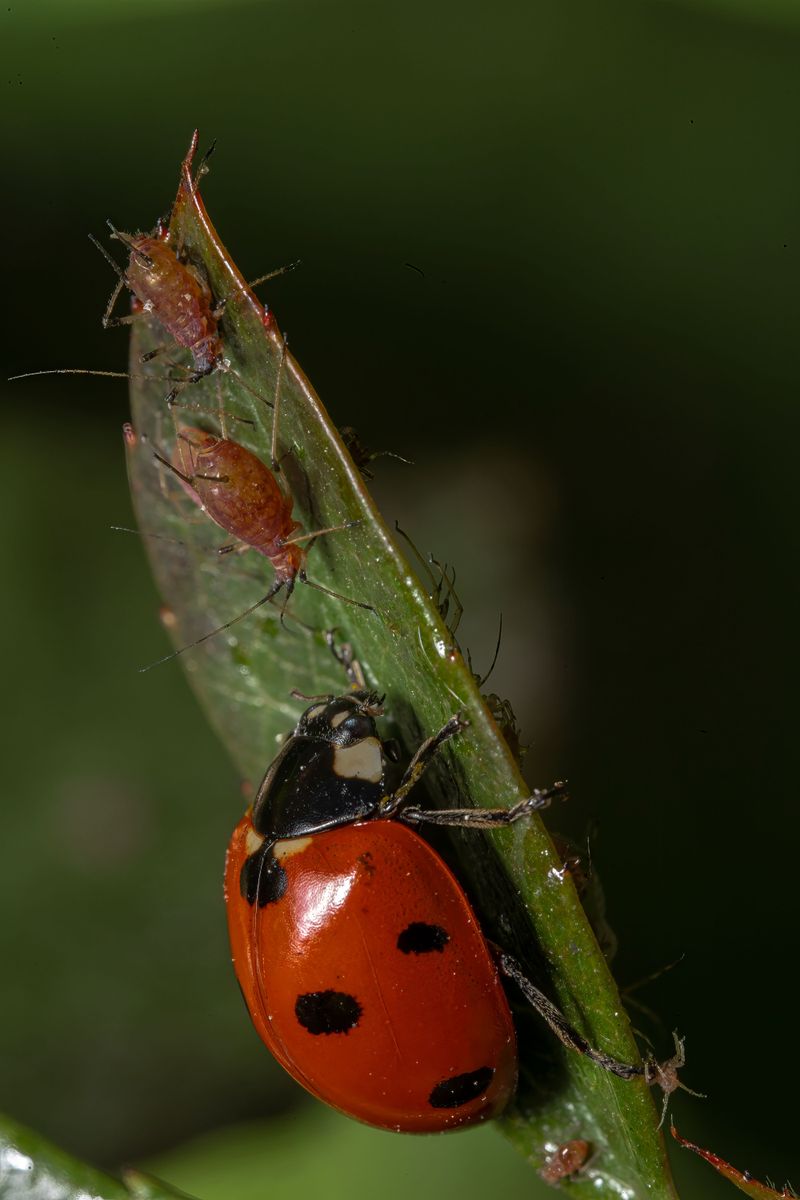 Natural Ways To Control Aphids In Your Garden
