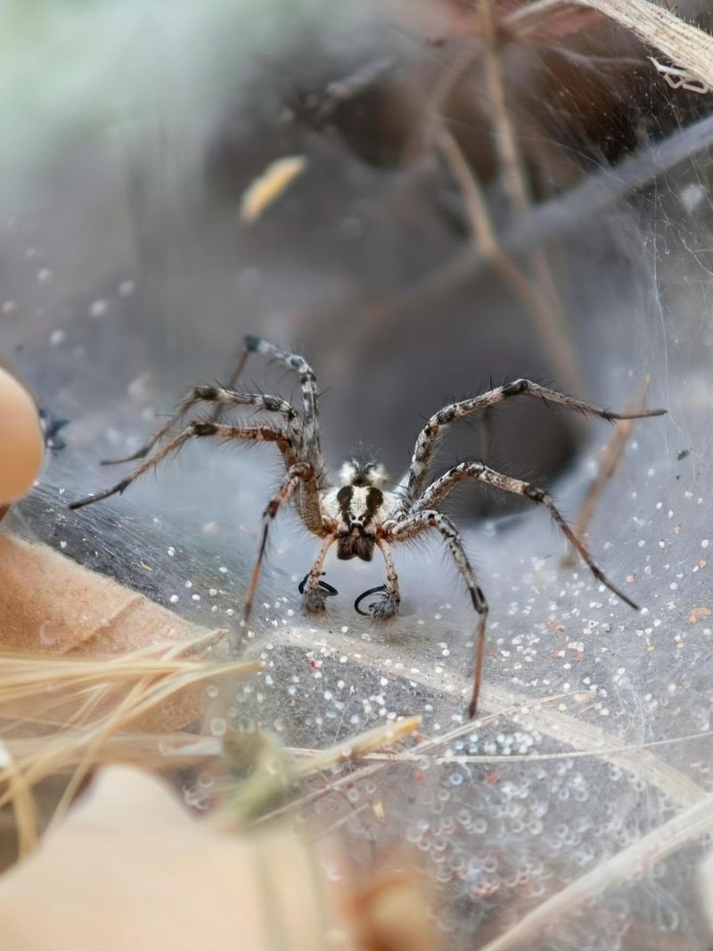 Natural Ways To Discourage Funnel Web Spiders Natural Ways To Discourage Funnel Web Spiders