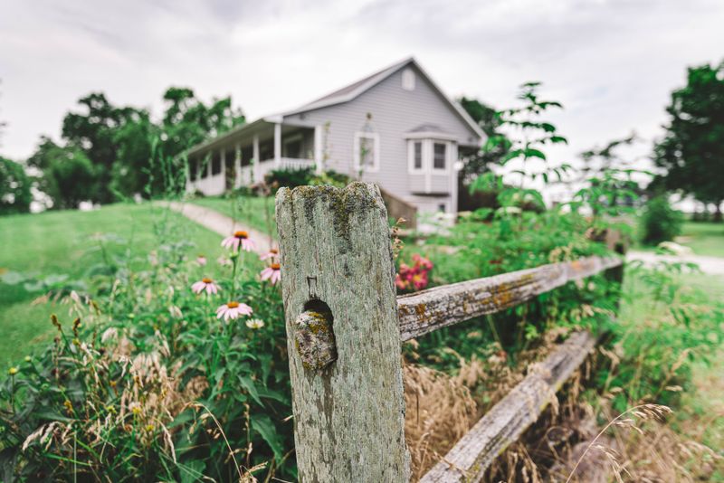 Naturalized Widely Across Missouri Yards