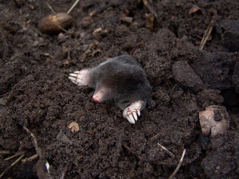 Near Visible Mole Hills Around The Yard