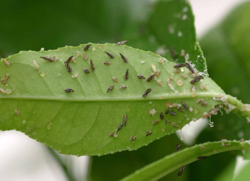 Nearby Citrus Can Become Part Of The Risk