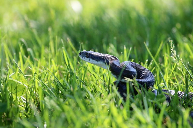 Nearby Cover Gives Snakes A Place To Hide Nearby Cover Gives Snakes A Place To Hide