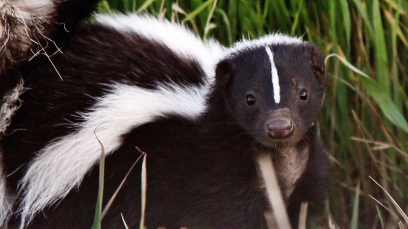 Nearby Cover Helps Skunks Stay Hidden