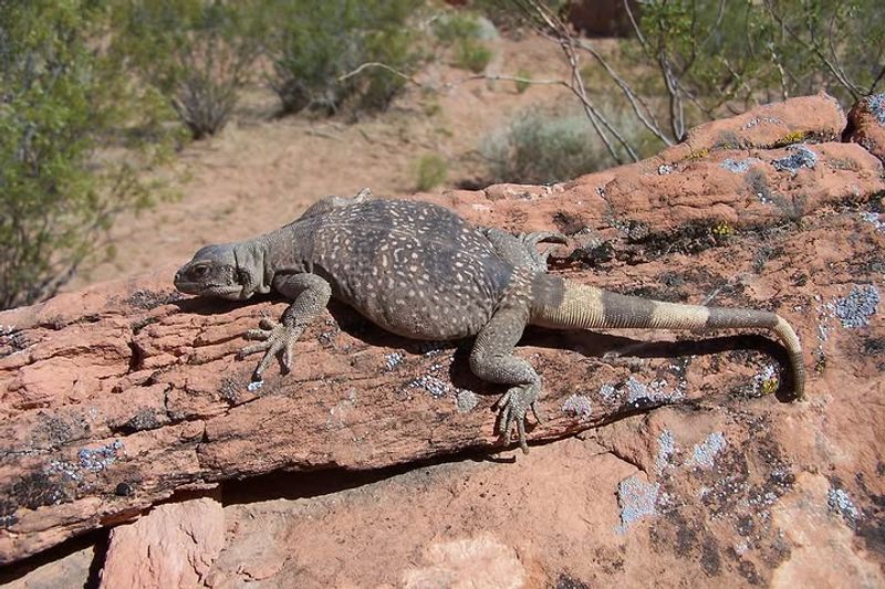 Nearby Desert Habitat Brings Them Closer To Homes Nearby Desert Habitat Brings Them Closer To Homes
