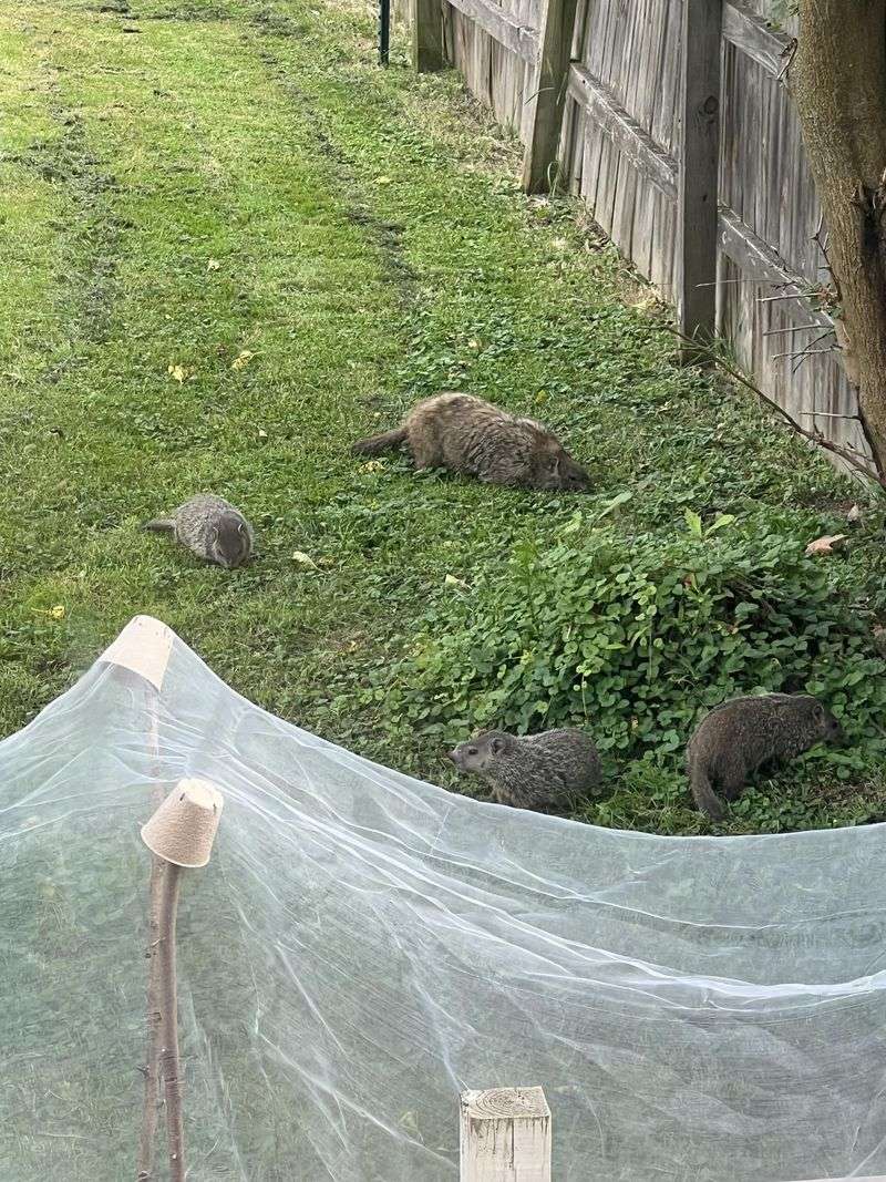Nearby Food Makes The Burrow Worth Keeping
