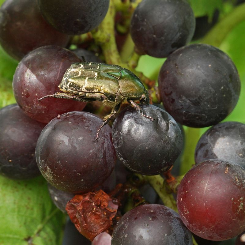 Nearby Grapevines Become The Next Target Nearby Grapevines Become The Next Target