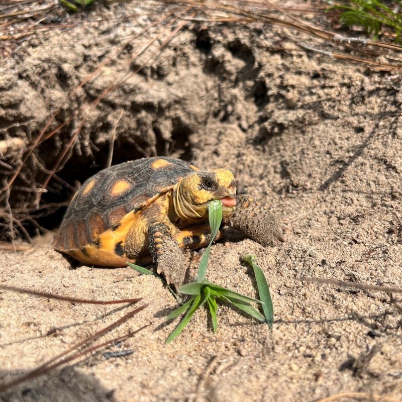 Nearby Habitat Could Explain The Unexpected Visit