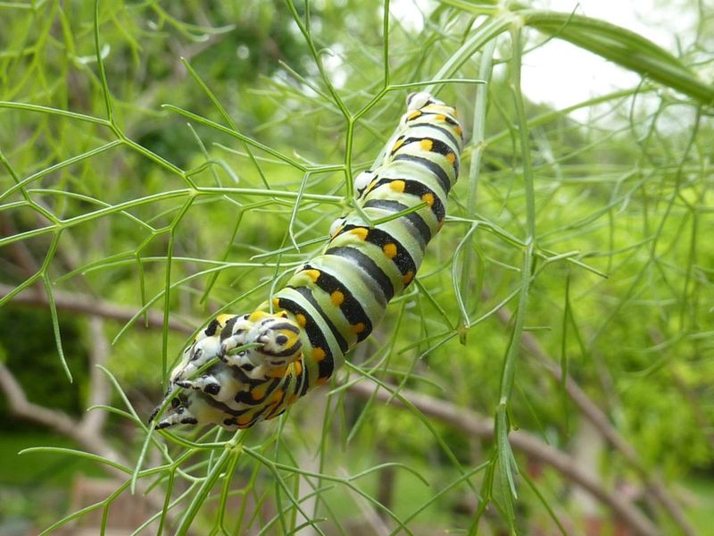 Nearby Host Plants May Be Supporting A Butterfly Life Cycle