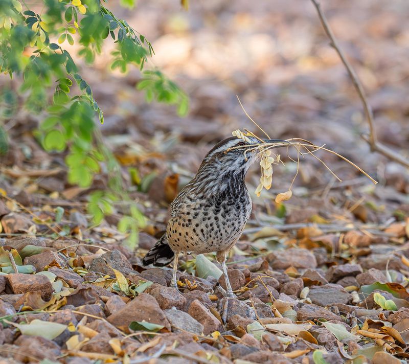 Nearby Insects Provide An Important Food Source Nearby Insects Provide An Important Food Source