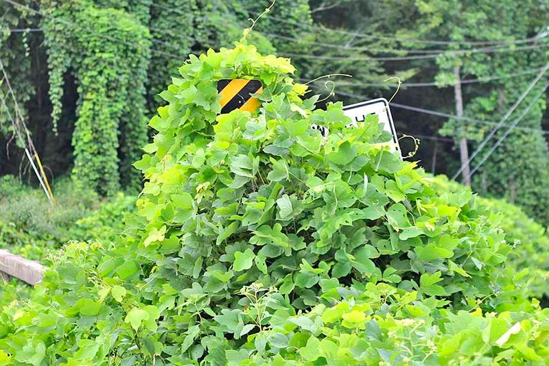 Nearby Kudzu Can Bring Bugs Closer To Homes