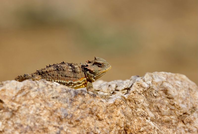 Nearby Native Ant Colonies Are Likely Present
