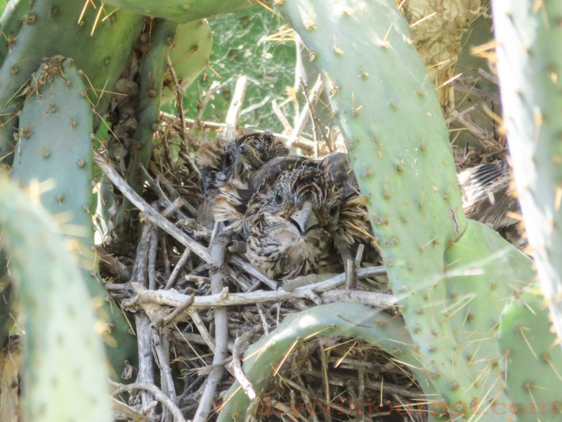 Nearby Nesting Areas Can Bring Repeated Visits Nearby Nesting Areas Can Bring Repeated Visits