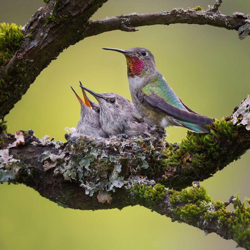 Nearby Nests Lead To Frequent Visits Nearby Nests Lead To Frequent Visits