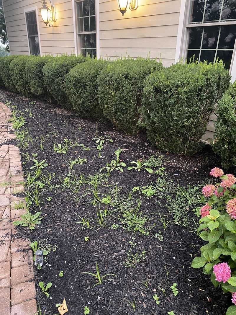 Nearby Perennial Roots Can Get Tugged In The Process