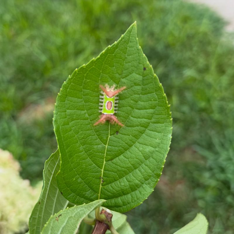 Nearby Plants May Be Where It Has Been Feeding