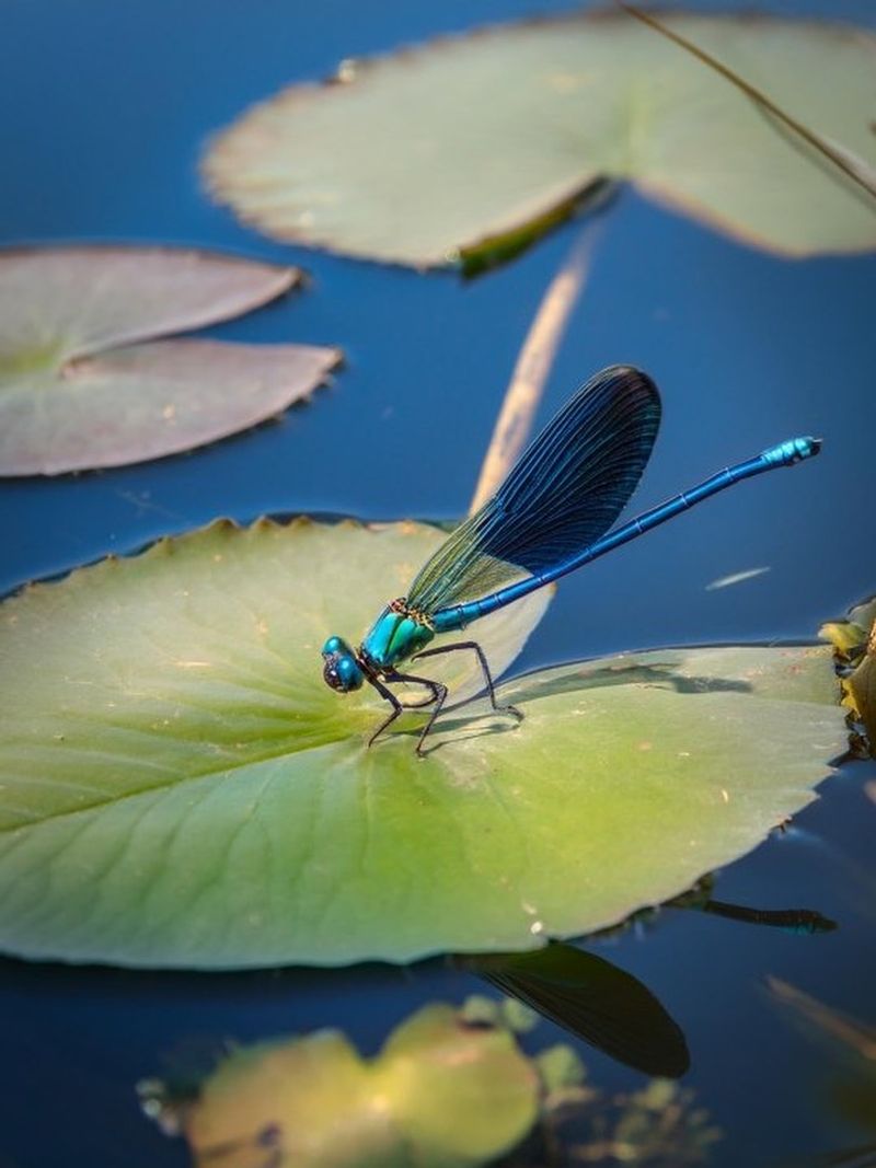 Nearby Ponds Wetlands And Lakes Can Supply The Adults Nearby Ponds Wetlands And Lakes Can Supply The Adults