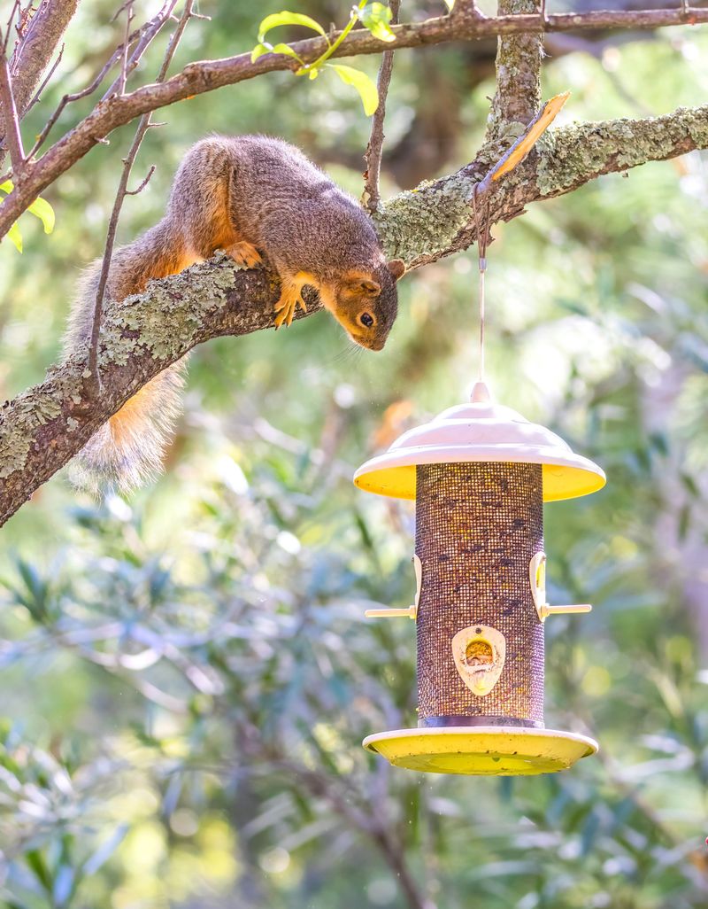 Nearby Predators Make Feeders Unsafe Nearby Predators Make Feeders Unsafe