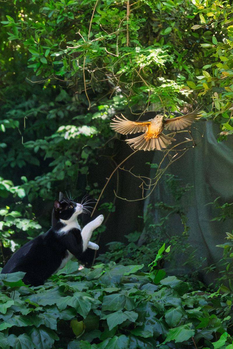 Nearby Predators Or Cats Keep Birds On Guard Nearby Predators Or Cats Keep Birds On Guard