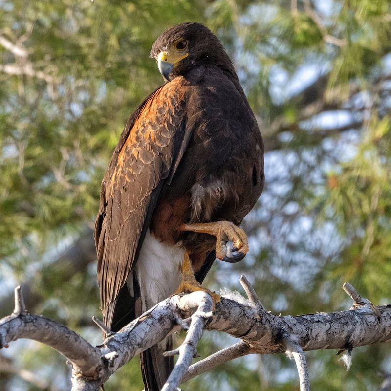 Nearby Prey Can Bring The Hawk Closer To Homes