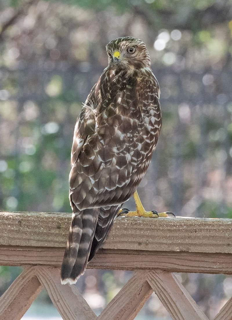 Nearby Prey Is Making Your Yard Worth Checking