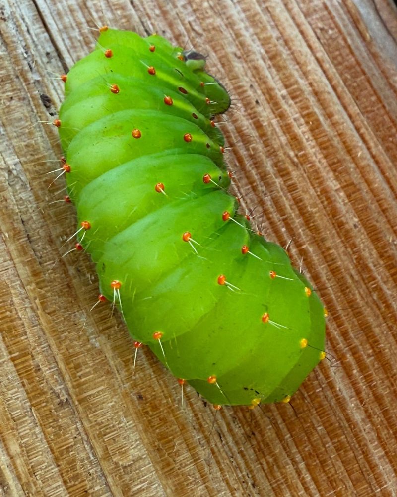 Nearby Trees Give Their Caterpillars Places To Develop Nearby Trees Give Their Caterpillars Places To Develop
