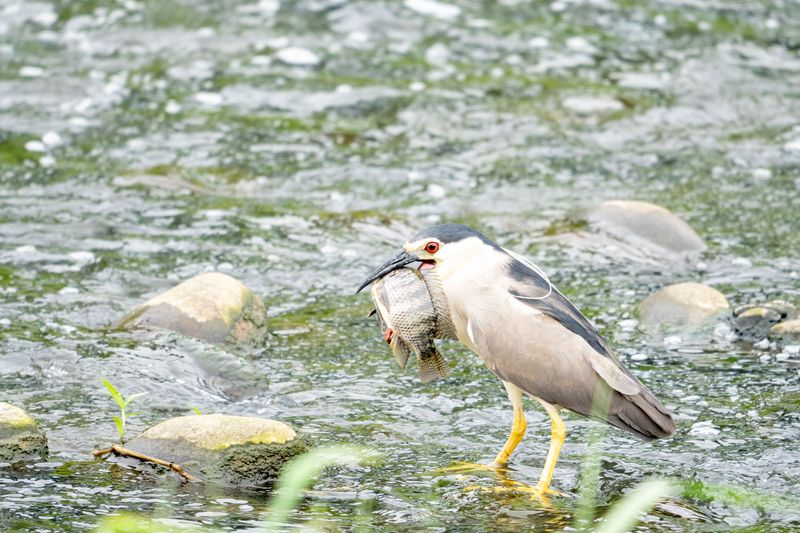 Nearby Water Brings Varied Prey