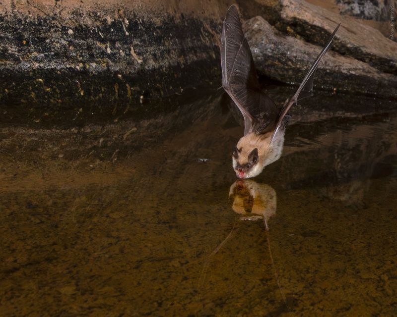 Nearby Water Can Bring More Feeding Activity