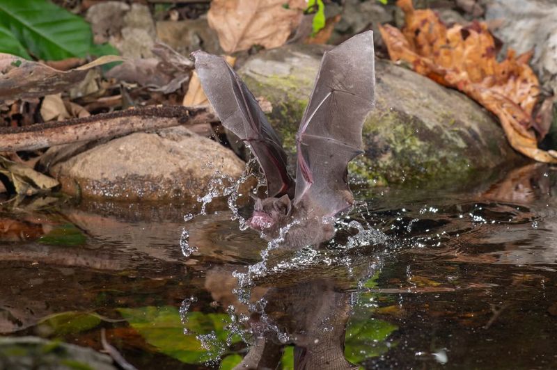 Nearby Water Can Support Evening Feeding