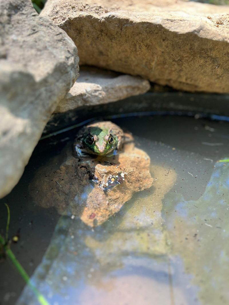 Nearby Water Sources Increase Frog Activity