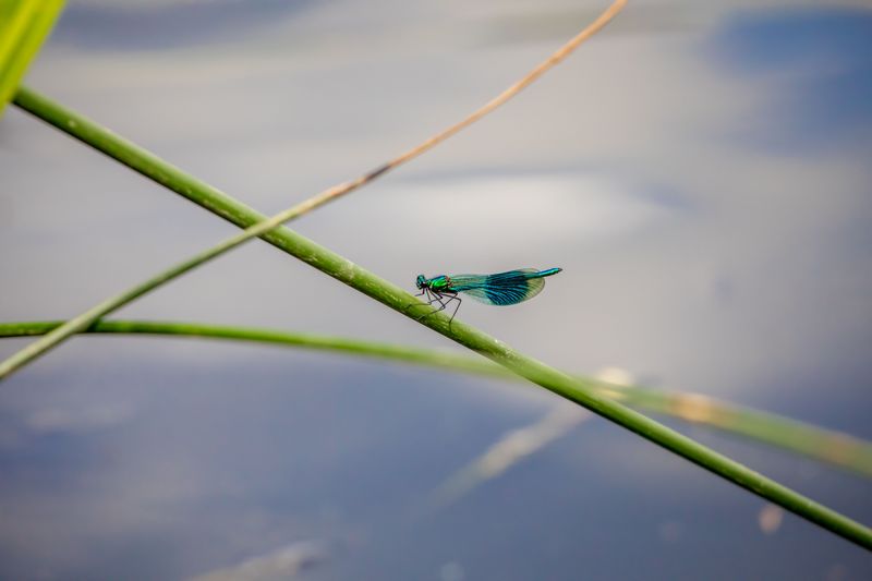 Nearby Water Sources Play A Major Role In Sightings Nearby Water Sources Play A Major Role In Sightings