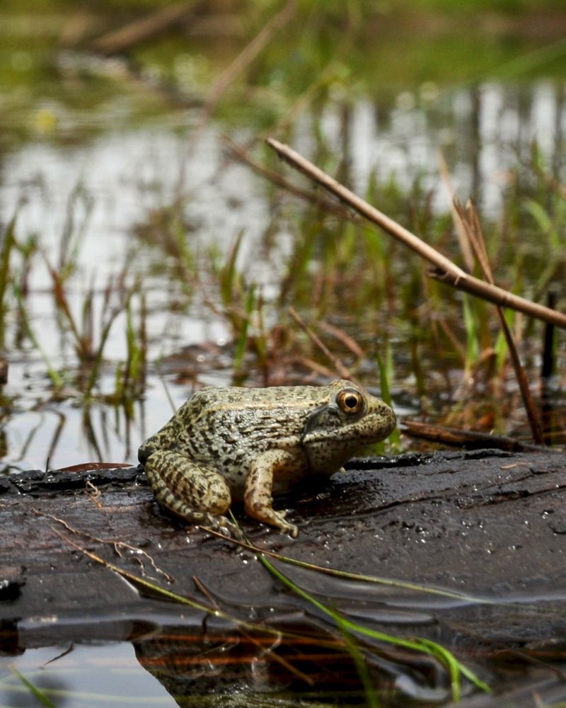 Nearby Water Supports Amphibians Nearby Water Supports Amphibians