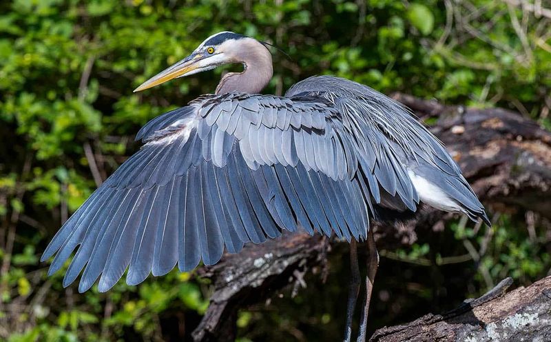 Nearby Wetlands Can Bring Herons Through Your Yard