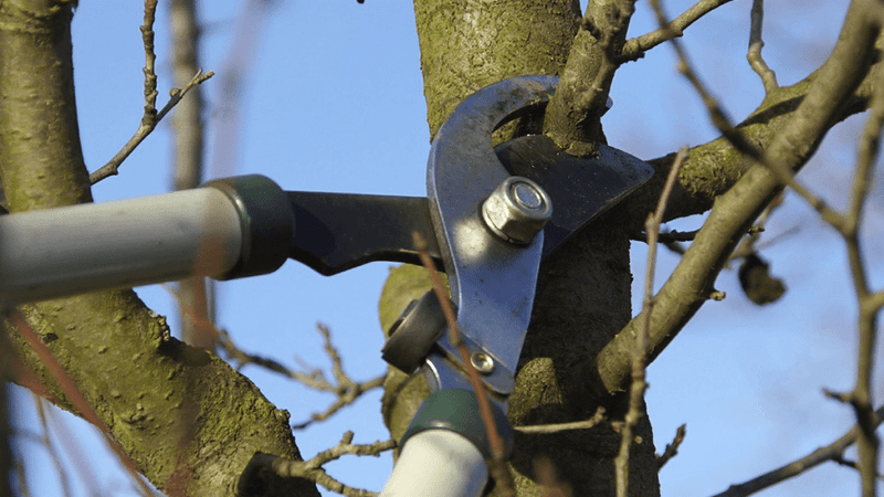 Necessary Branch Removal Still Adds Stress