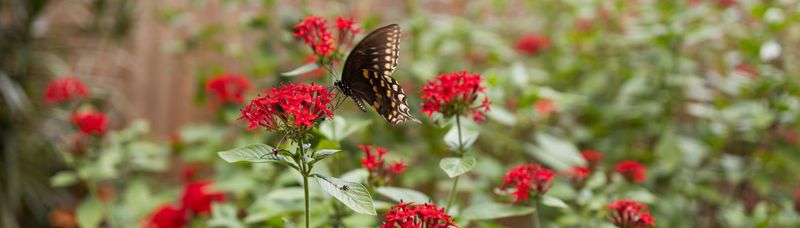 Nectar Blooms Keep Adults From Just Passing Through